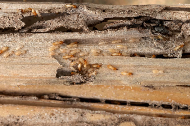 Best Ant Control Services  in Chester, PA